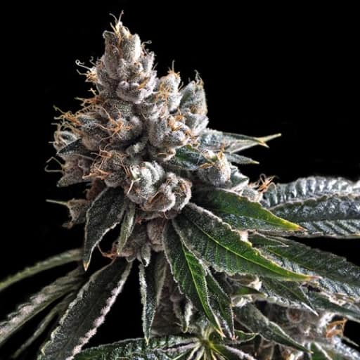 Golden Lemons Cannabis Seeds - DNA Genetics