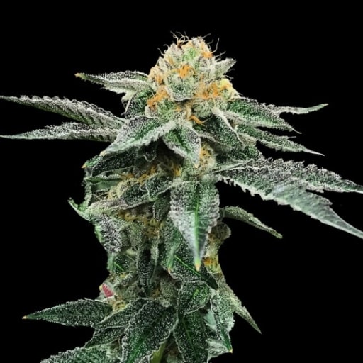 Kosher Cookies Seeds - DNA Genetics