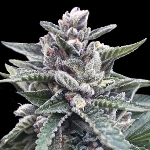 Kosher Sorbet Seeds - DNA Genetics