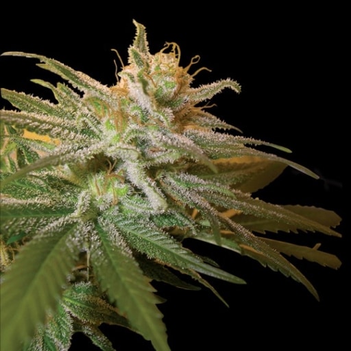 Kushberry Seeds - DNA Genetics