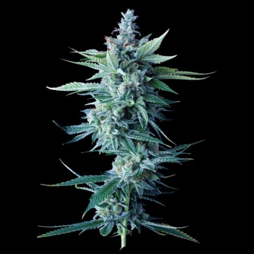 Miss DNA Seeds - DNA Genetics