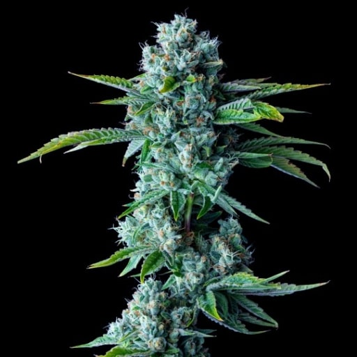 Skywalker Kush Seeds - DNA Genetics