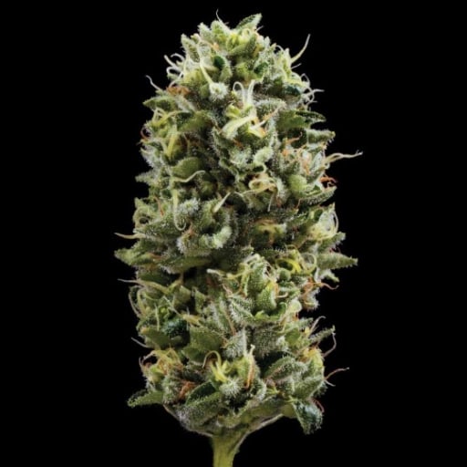 Snack Pack Seeds - DNA Genetics