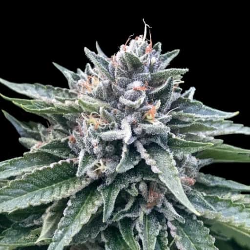 Sorbet #4 Seeds - DNA Genetics