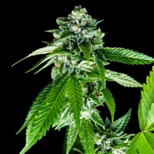 Sorbet Dreams Seeds - DNA Genetics