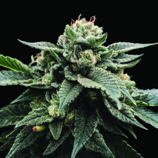Sorbet Stash Seeds - DNA Genetics