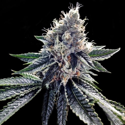 Sour Kusher Seeds - DNA Genetics