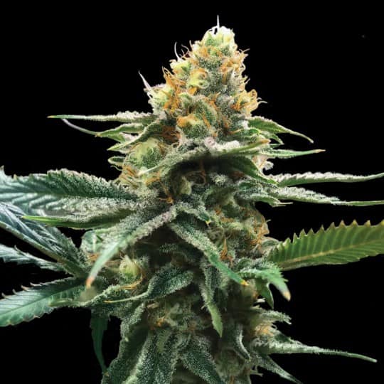 Sour Sorbet Seeds - DNA Genetics