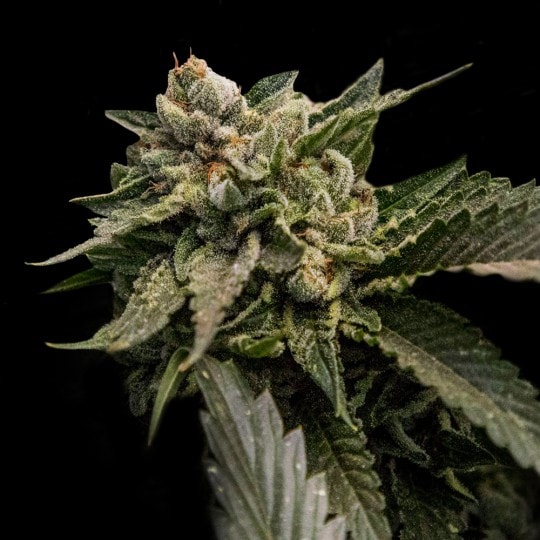 Strawberry Sorbet Seeds - DNA Genetics