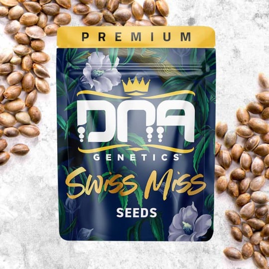 Swiss Miss Seeds - DNA Genetics