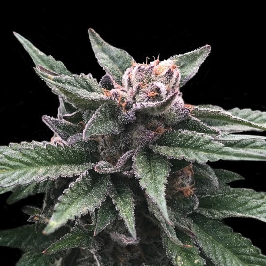 Triple Scoop Seeds - DNA Genetics