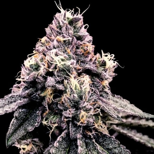 Kosher Pie Cannabis Seeds - DNA Genetics