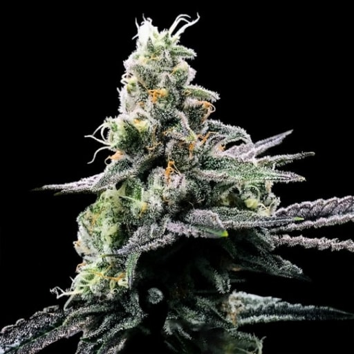 Purple Kosher Cannabis Seeds - DNA Genetics