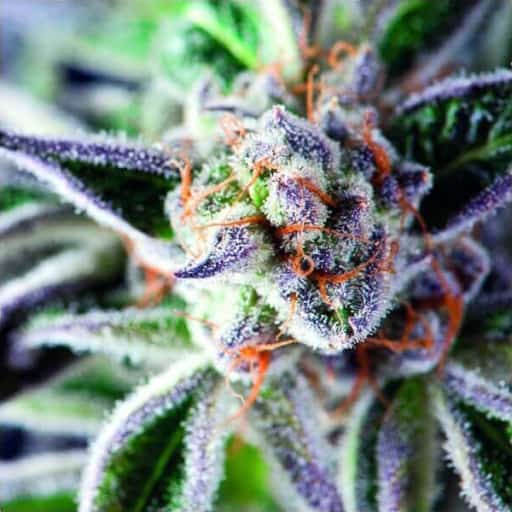 Do-Si-Dos Seeds - Pyramid Seeds