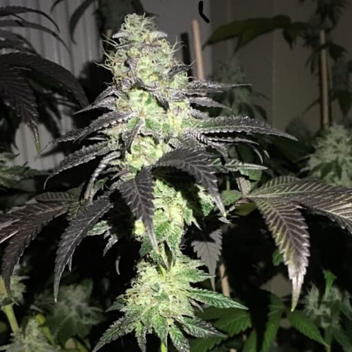 Do Z Dos Seeds - Pheno Finder Seeds