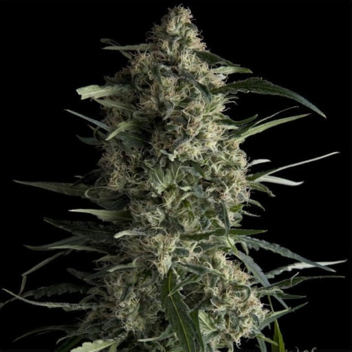 Galaxy CBD Seeds - Pyramid Seeds