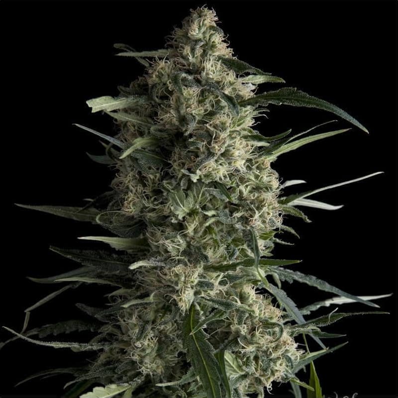 Galaxy Seeds - Pyramid Seeds