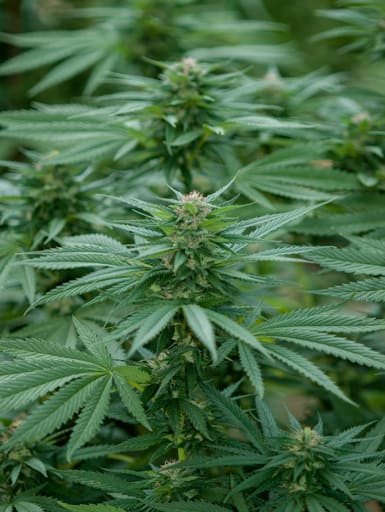 Gilgit Green - Landrace Warden