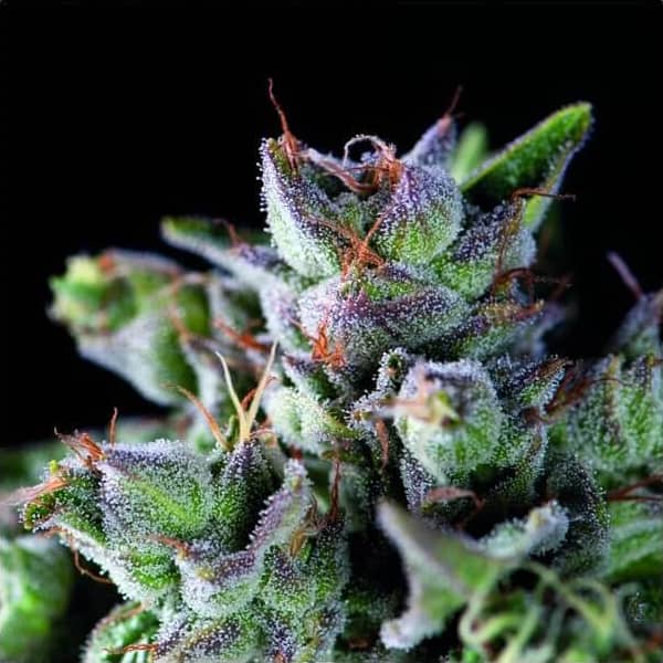 Gorila Seeds - Pyramid Seeds