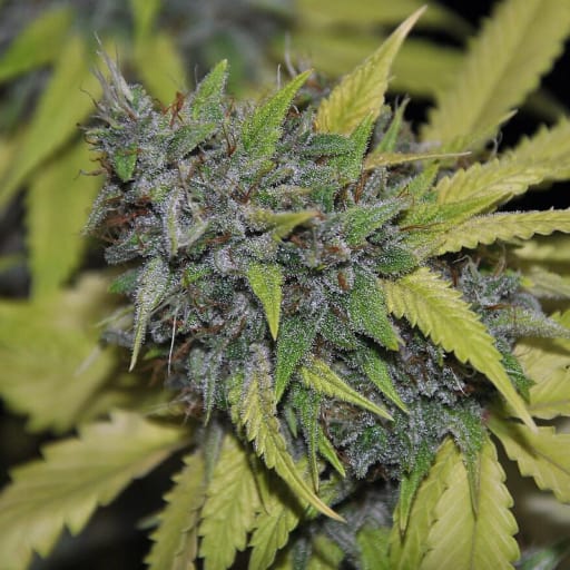 Grandaddy Confidential Seeds - Pheno Finder Seeds