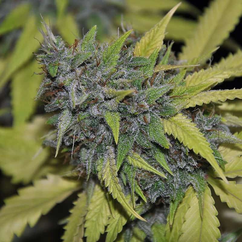Grandaddy Confidential Seeds - Pheno Finder Seeds