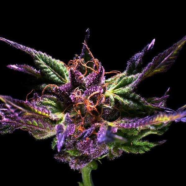 Original Grand Daddy Purp Seeds - Grand Daddy Genetics