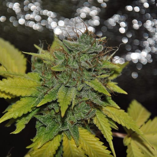 Grapefruit Diesel Seeds - Pheno Finder Seeds