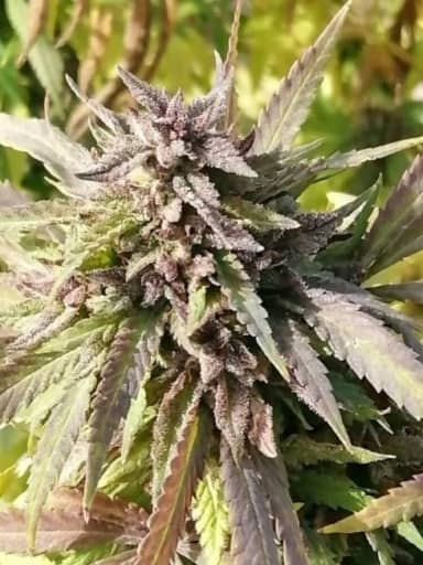 Kalat - Landrace Warden