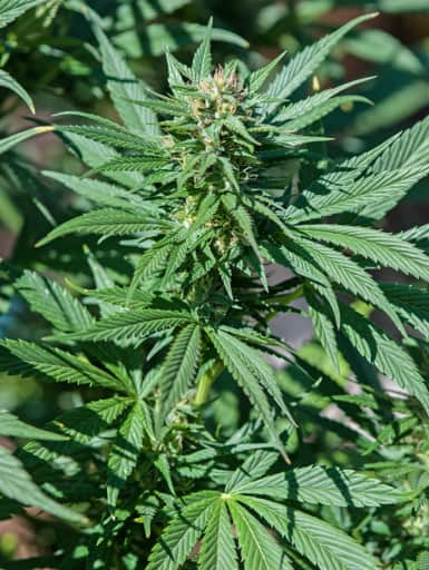 Kandahar #1 - Landrace Warden