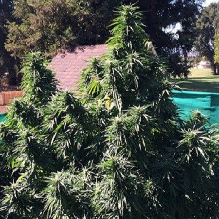 Ken's Honeydew Seeds - Grand Daddy Genetics