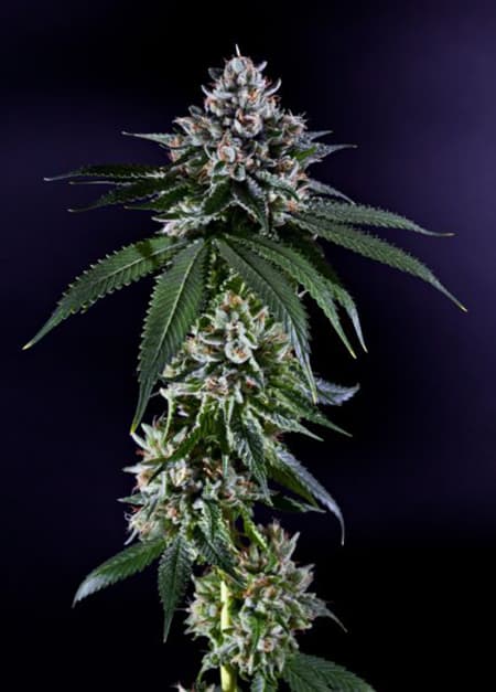 Ken's Kush Seeds - Grand Daddy Genetics