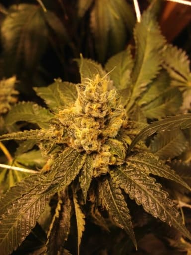 O.G. Kush Seeds - Grand Daddy Genetics
