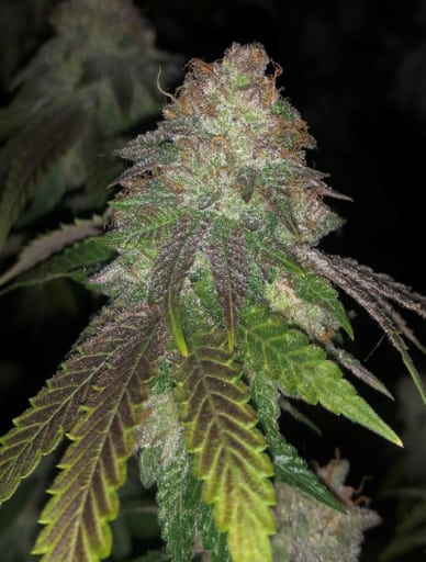Kuntz Seeds - Pheno Finder Seeds