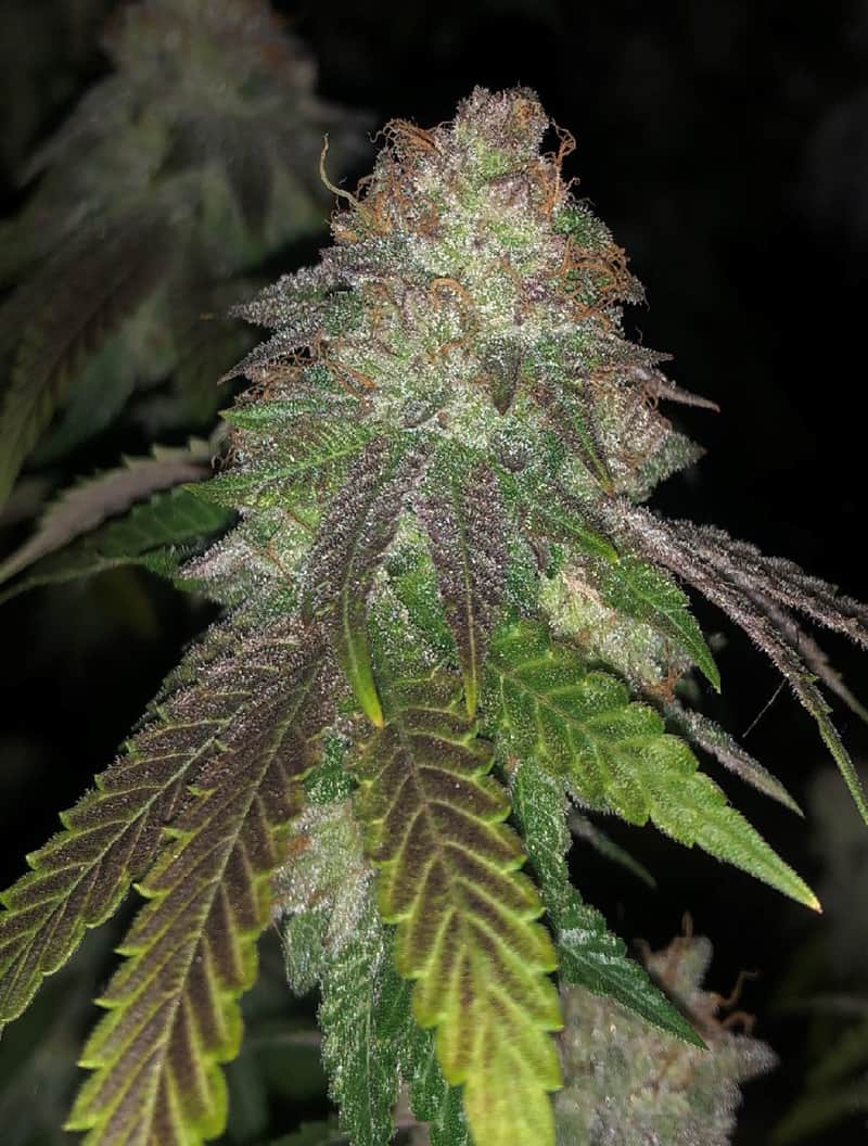 Kuntz Seeds - Pheno Finder Seeds
