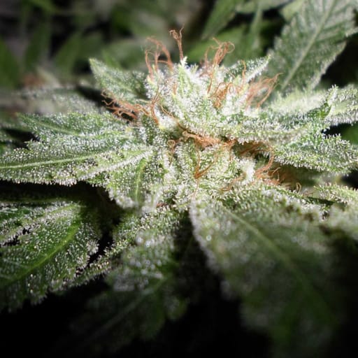 LA Fire Seeds - Pheno Finder Seeds
