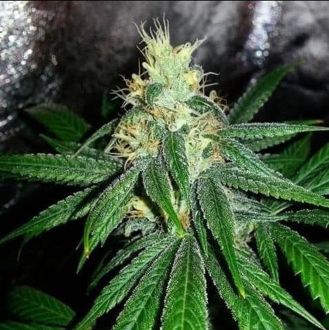 Larry Berry Seeds - Grand Daddy Genetics