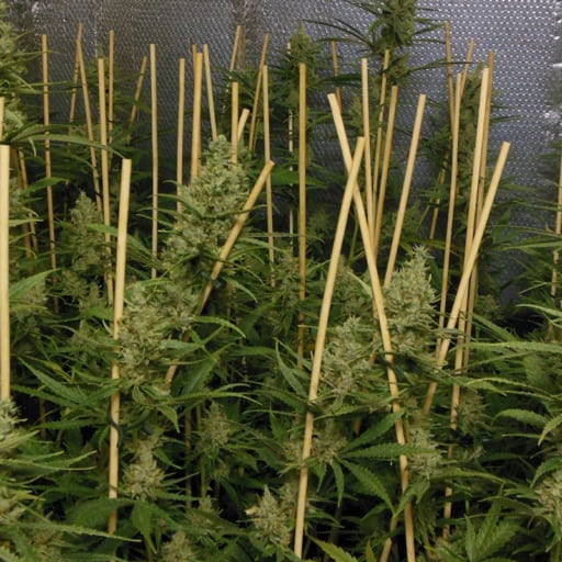 Lemon Bubble Seeds - Pheno Finder Seeds