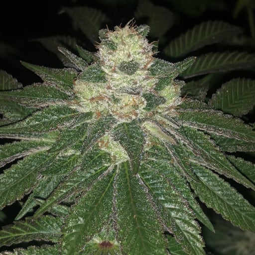 Lemon Sherbert Seeds - Pheno Finder Seeds