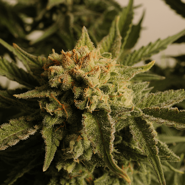 Lemon Skunk Cannabis Seeds