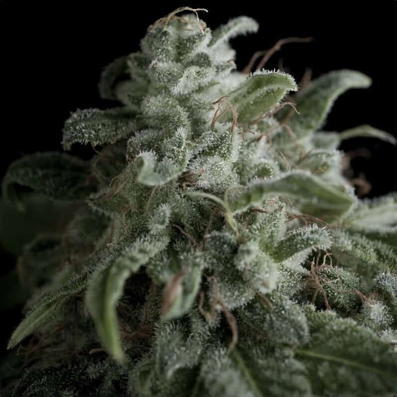Nefertiti Seeds - Pyramid Seeds