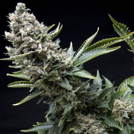 New York City Seeds - Pyramid Seeds