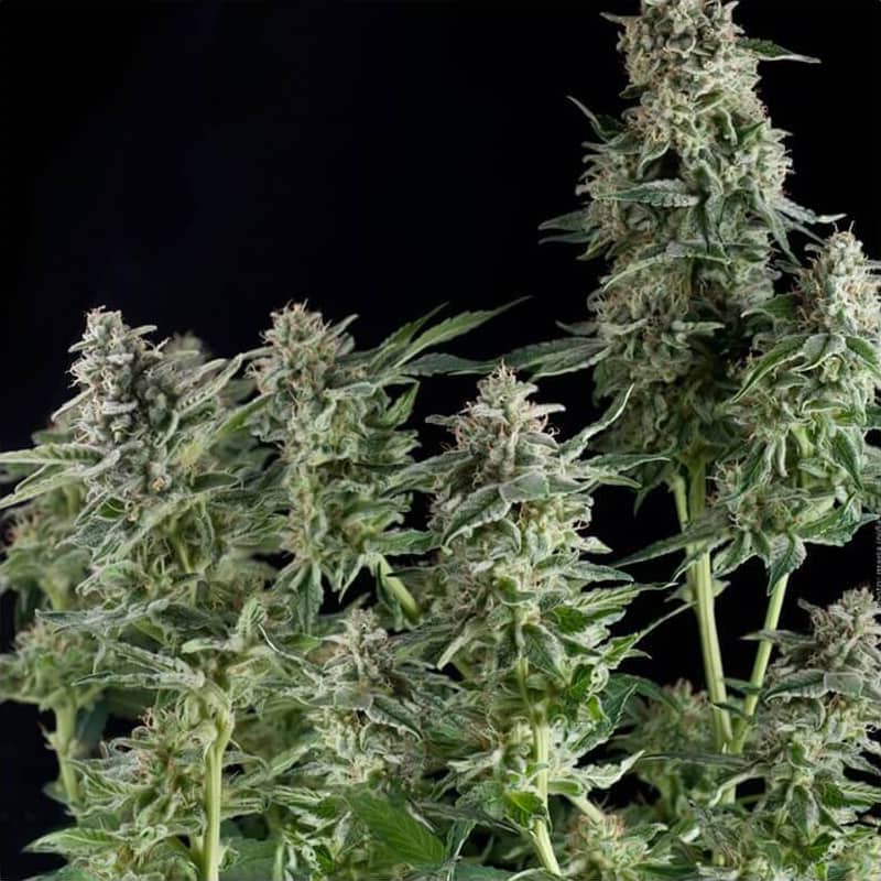 Northern Lights CBD Seeds - Pyramid Seeds