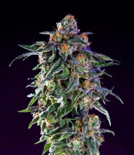 Original Grand Daddy Purp Seeds - Grand Daddy Genetics