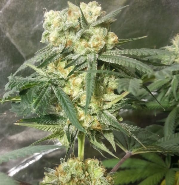 Phantom Kush Seeds - Grand Daddy Genetics