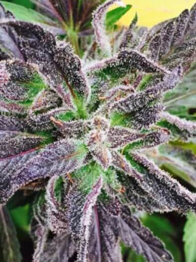 Purple Dreams Seeds - Grand Daddy Genetics