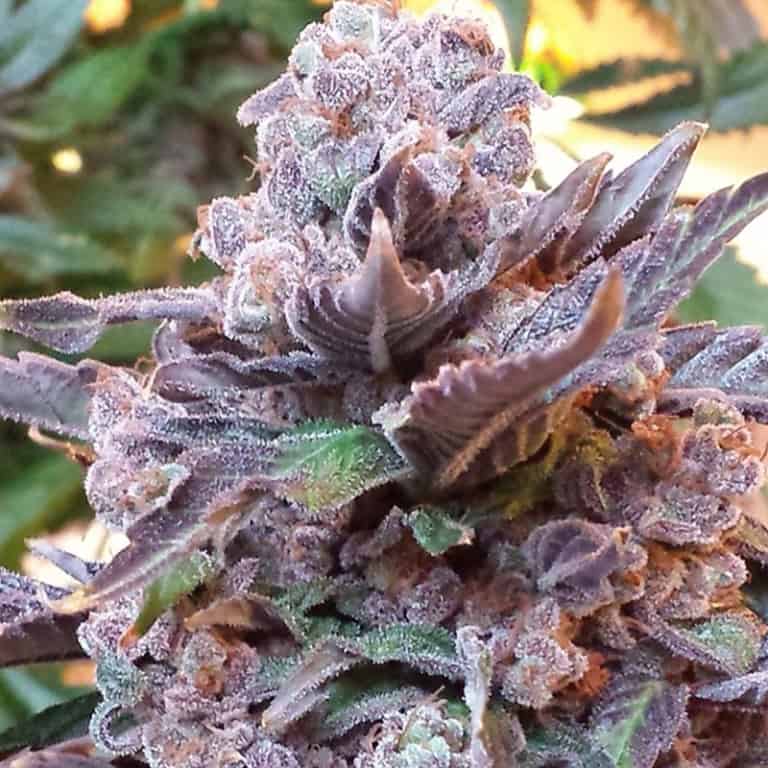 Purple Strawberry Bliss Seeds - Pheno Finder Seeds