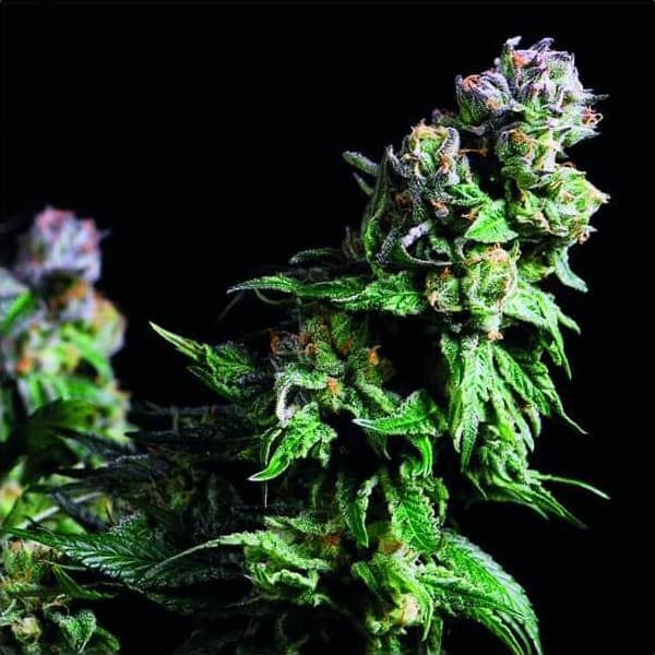 Purple Urkle Seeds - Pyramid Seeds