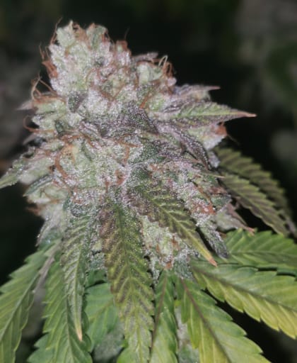 Runtzosa Seeds - Pheno Finder Seeds