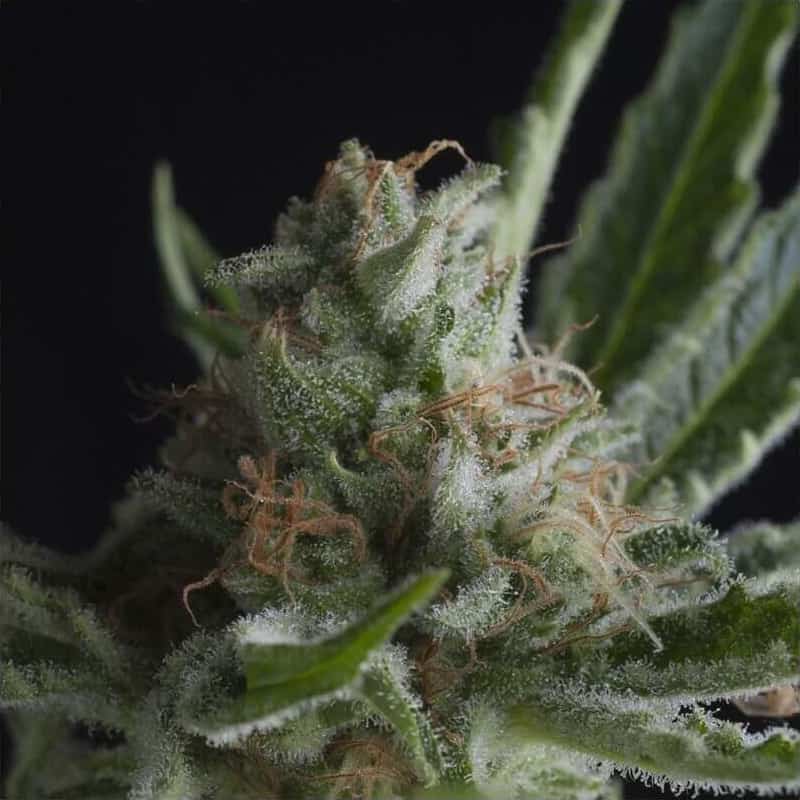 Shark Seeds - Pyramid Seeds