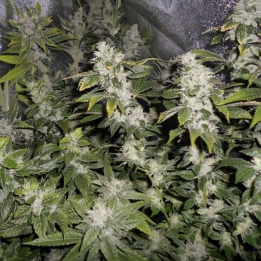 Sourwalker Seeds - Pheno Finder Seeds